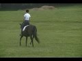 Tasmin schooling dressage