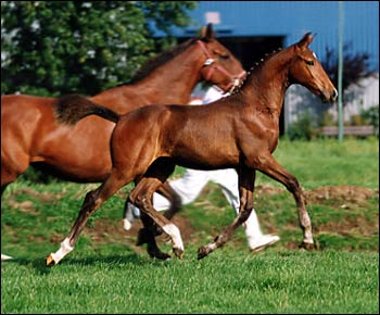 Jacardo as a Foal